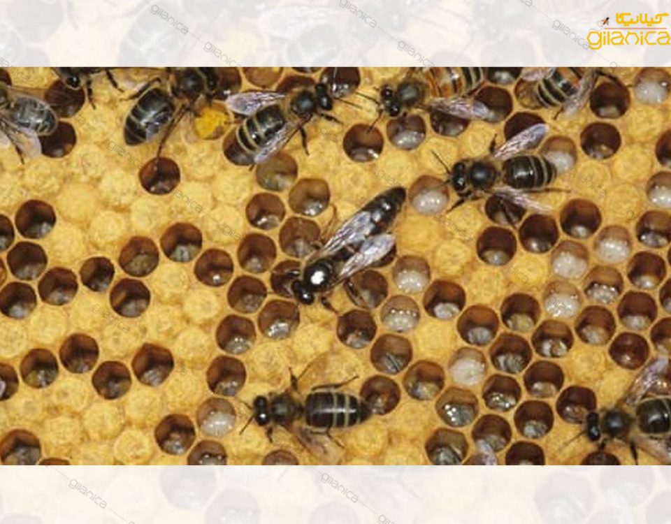 بررسی مهمترین عوامل ذکر شده برای پدیده فروپاشی کلنی زنبور عسل