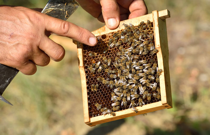 خصوصیات ملکه های تولیدی