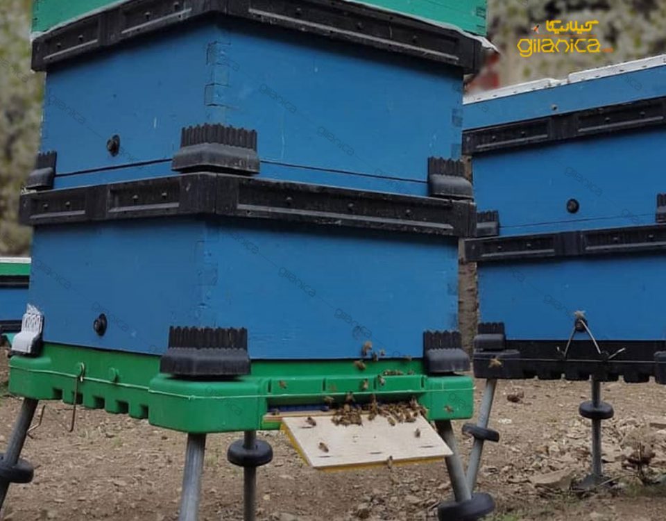 استفاده از سیستم کندوی کف باز و مزایای آن نسبت به کندوهای رایج در کشور