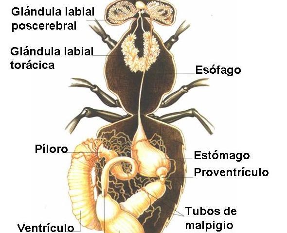 مروری بر میکروفلورای دستگاه گوارش زنبورعسل