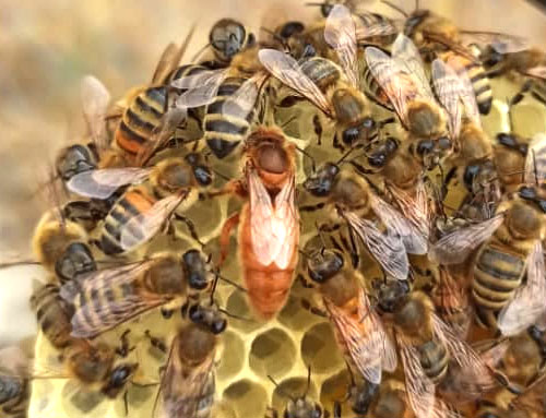 زنبورهای کردوان (Cordovan)