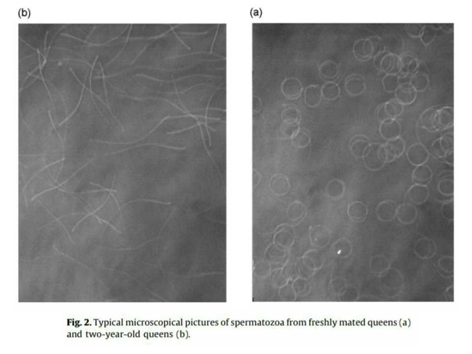 ویژگی های محتوای کیسه ذخیره اسپرم ملکه های  پیر و جوان