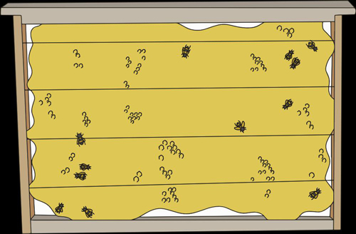زنبورهای بوکفست دانمارک مادران ملکه های بوکفست گیلانیکا