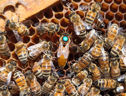 زنبورهای چینی(Zn)