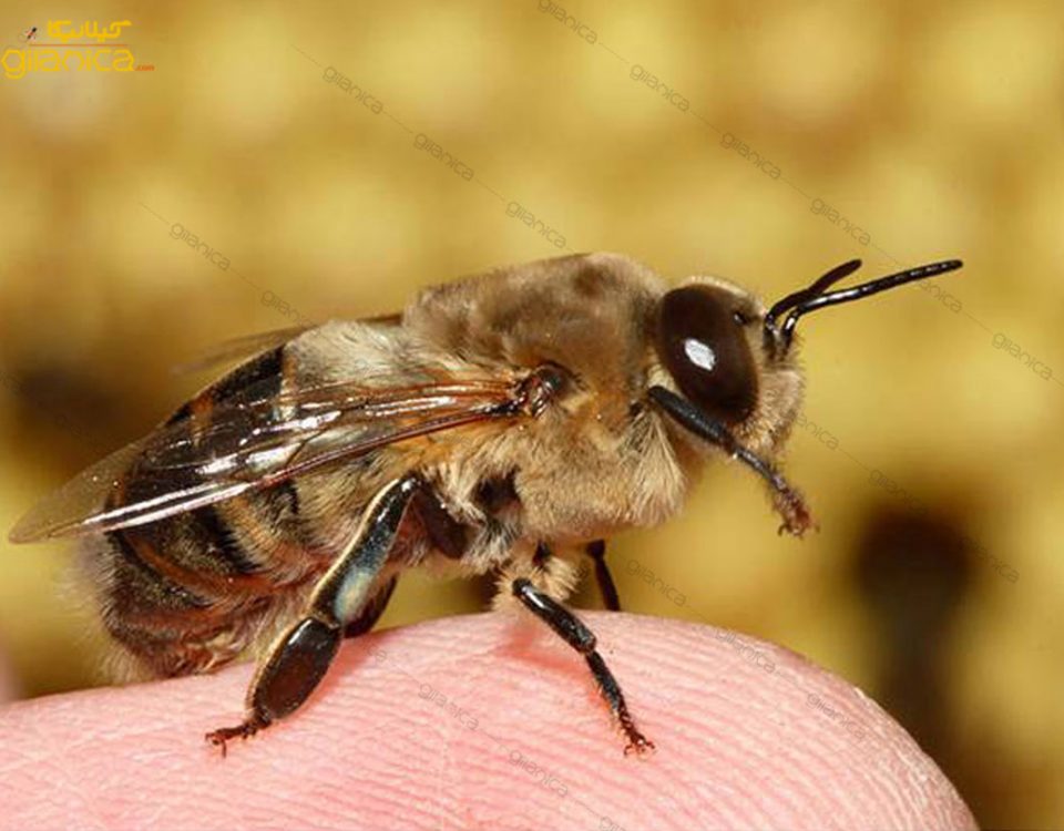 پرورش نرهای سالم پروازی برای امر پرورش ملکه